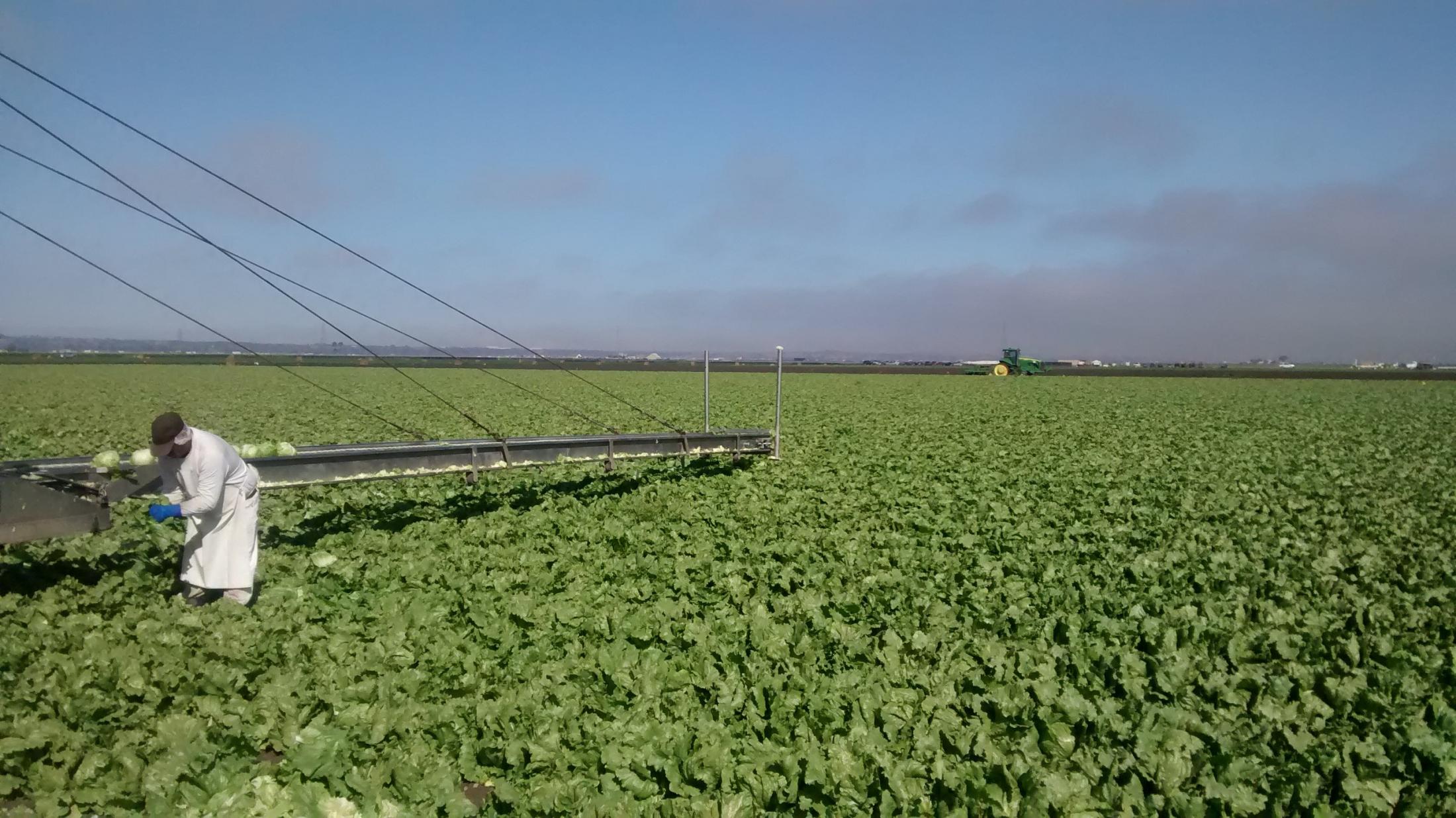 image of produce in field