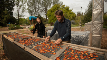 Program officer Archie Jarman and student assistance Michelle Boutell are inspecting tomatoes on a chimney solar dryer, which can be easily modified for different products and climates.