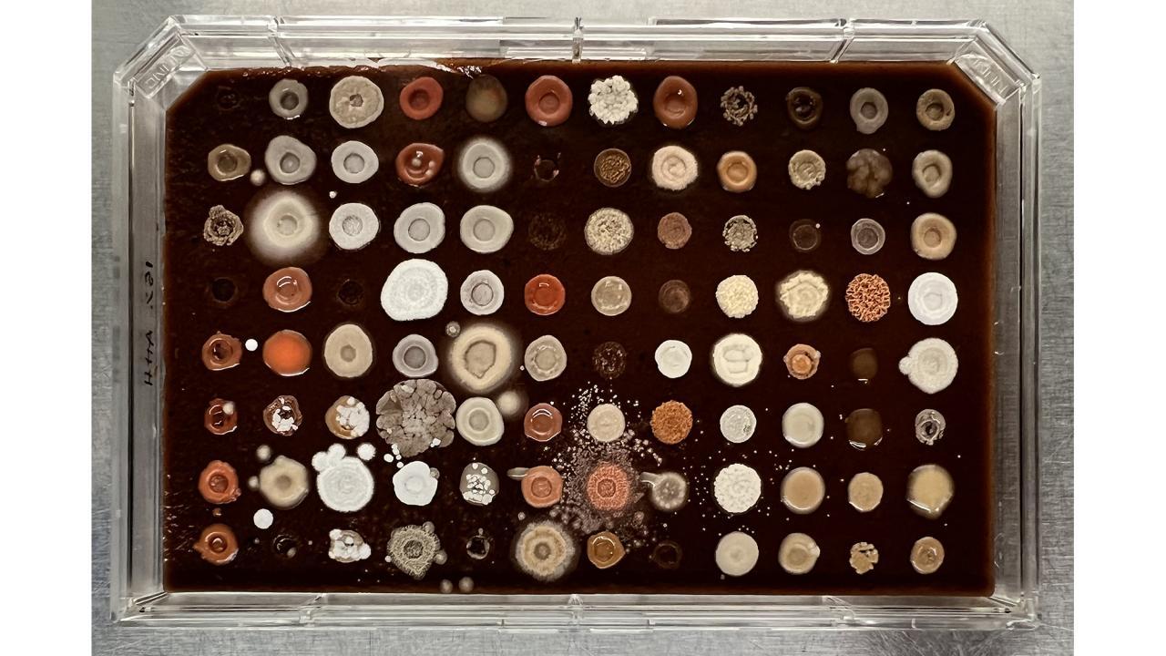 UC Davis researchers are screening strains from the Phaff Yeast Culture Collection for yeasts that can grow on liquefied almond hulls. These yeasts could be used to turn this agricultural waste product into high-value animal feed. (Irnayuli Sitepu, UC Davis)