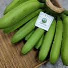 A bunch of green bananas
