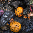 Oranges, apples, squash, and other fruits and vegetables lie in a muddy compost pile at a recycling facility in Placer County, California. UC Davis researchers have found that states’ food waste policies emphasize food waste composting rather than prevention or rescue. (Karin Higgins / UC Davis)