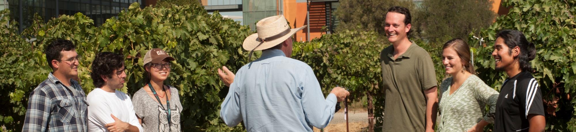 Vineyard