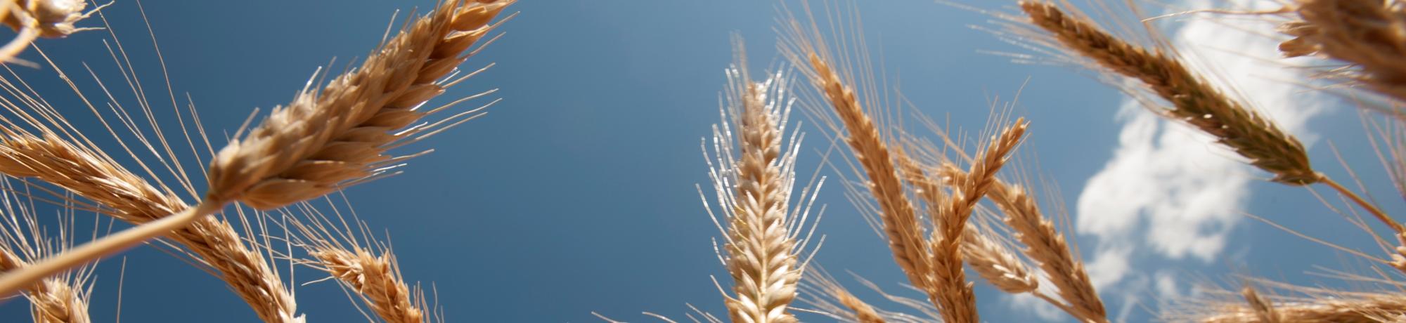 Wheat